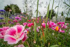 A biodiversity walk around the Tymon Park Esker
